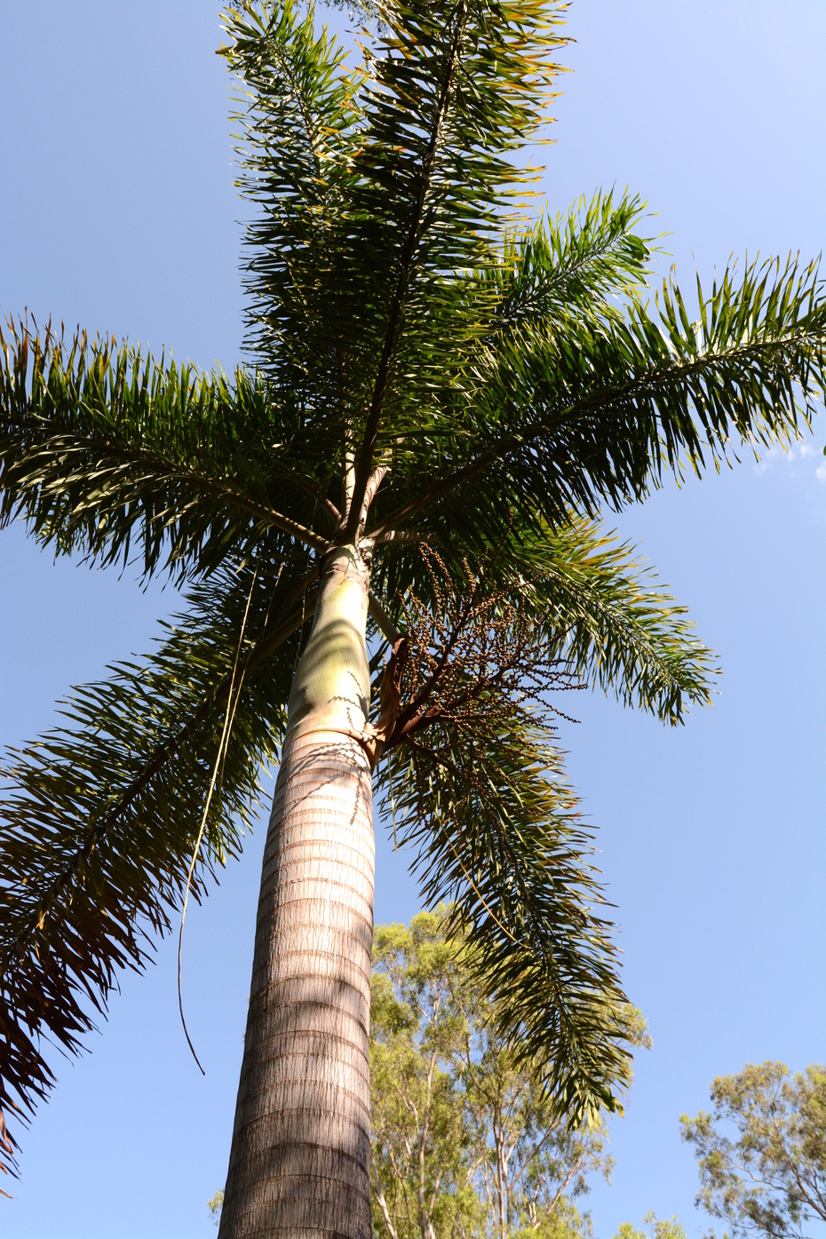 Palm Varieties
